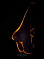   Juvenile Batfish  